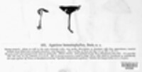 Melanophyllum haematospermum image